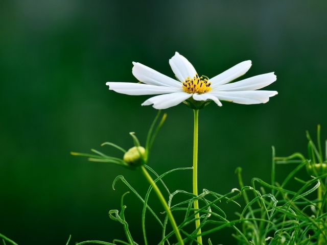 Белая ромашка на темно зеленом фоне