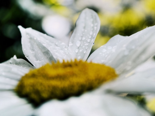 Белая ромашка после дождя