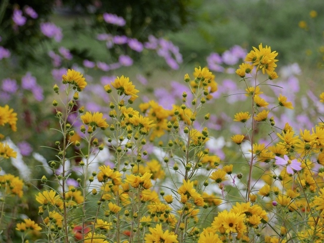 Желтые полевые ромашки летом