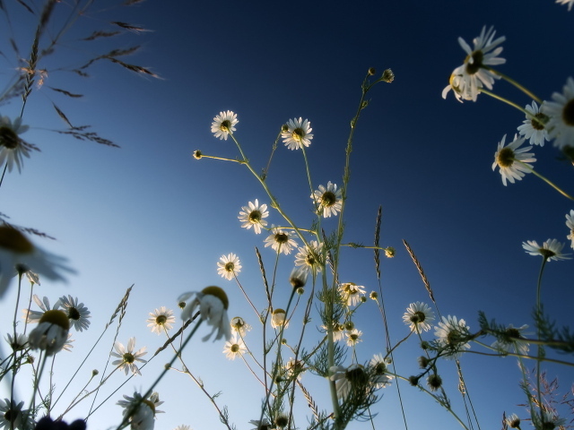 Ромашки на синем небе