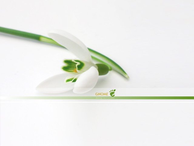 Белый цветок на белом фоне