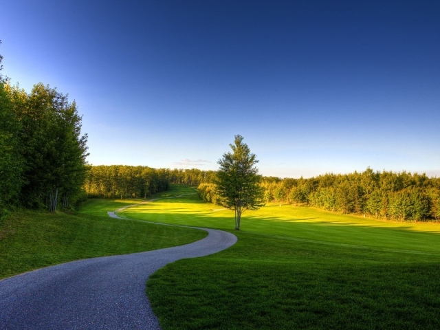 Извилистая дорожка в лесу