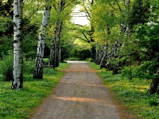 Аллея в березовой роще