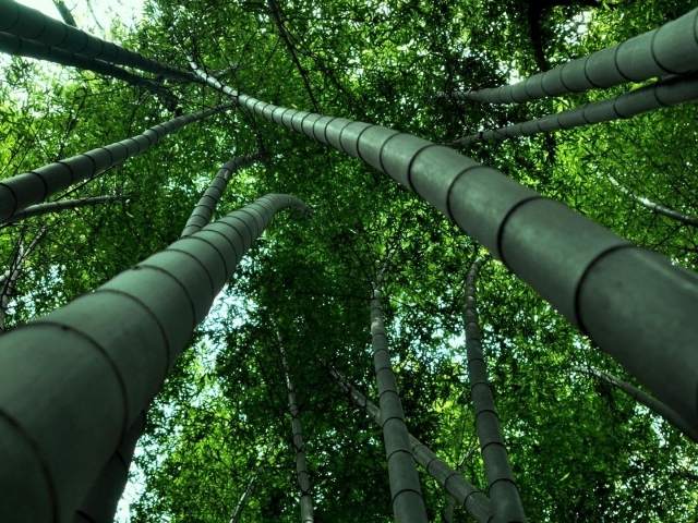 Бамбуковые деревья уходят ввысь