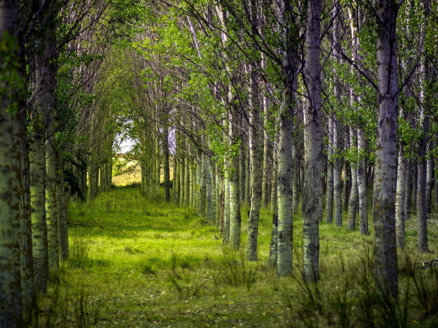 Березовый лес посаженный людьми