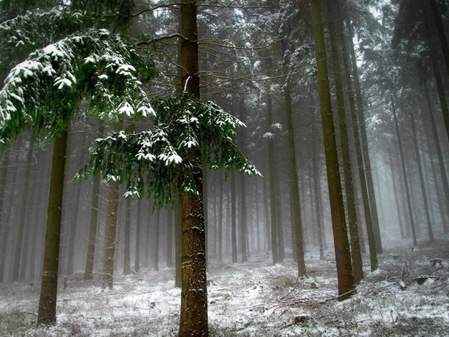 Холодный зимний лес