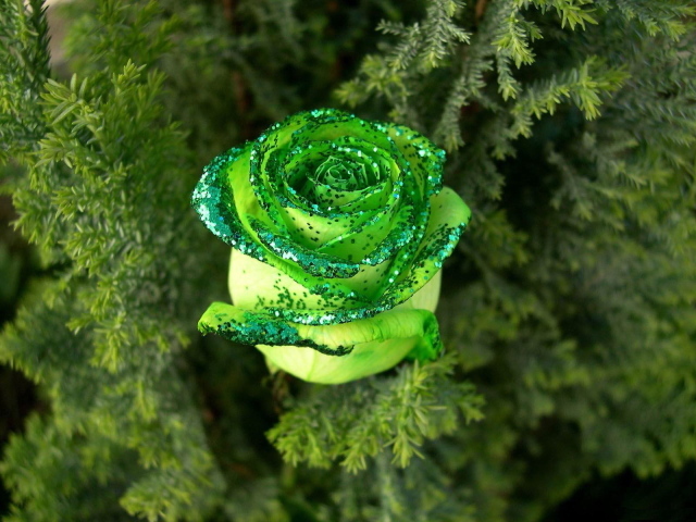 Декоративная роза в лесу
