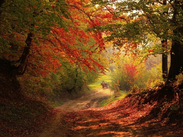 Грунтовая дорога в осеннем лесу