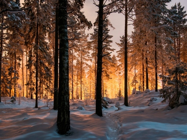 Сказочный зимний лес на закате