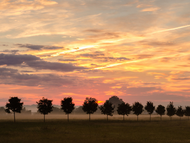 Туман за молодыми деревьями