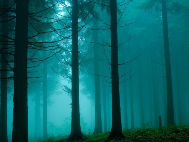 Туман в густом мрачном лесу