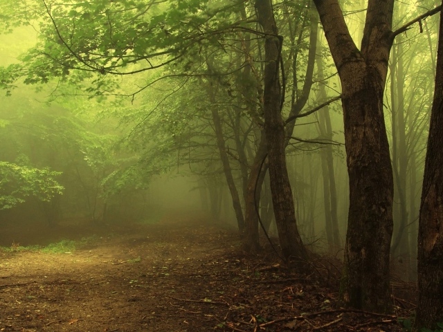 Туман в утреннем лесу