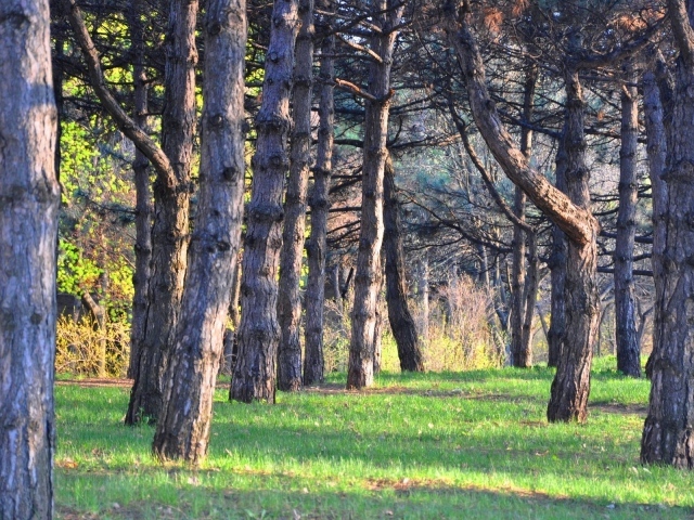 Зеленая трава под стволами хвойных деревьев