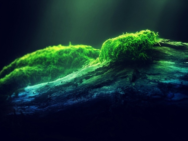 Наросты мха на древесине