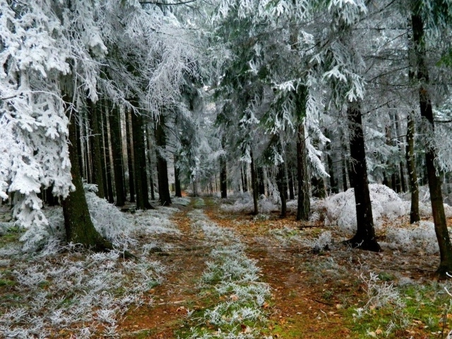 Слово о Красоте и Слове - Страница 22 Nature___Forest_Hoarfrost_in_the_forest_096692_29