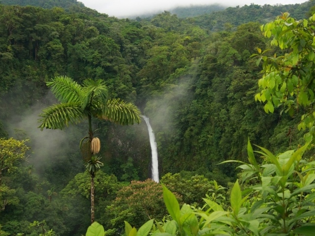 Одинокая пальма в джунглях