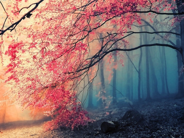 Туманный осенний лес