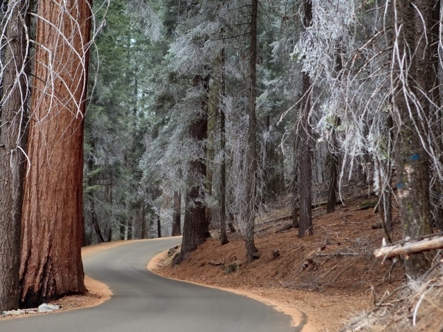 Утренний иней на могучих деревьях в лесу