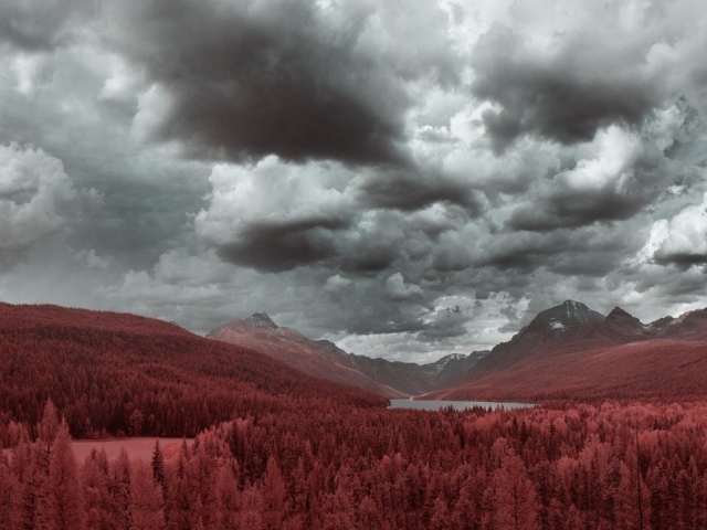 Рыжий лес в предгорье