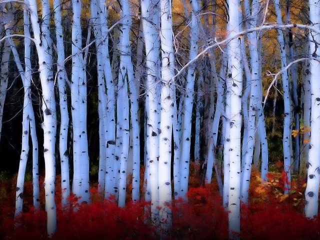Красные кусты среди берез