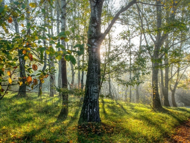 Весенние березы в лесу