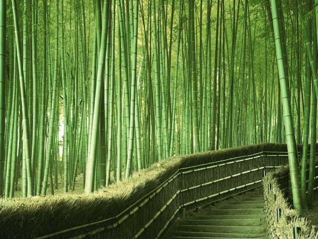 Лестница в густом бамбуковом лесу