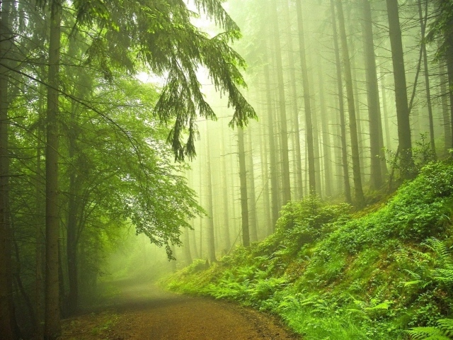 Дорога в туманном хвойном лесу