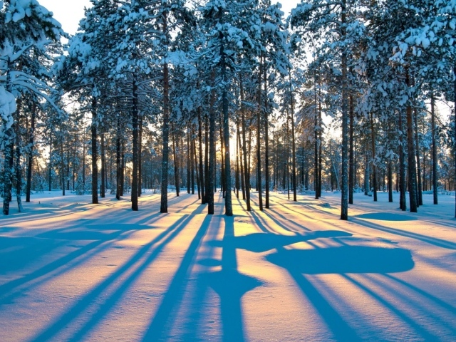 Тени деревьев в зимнем лесу