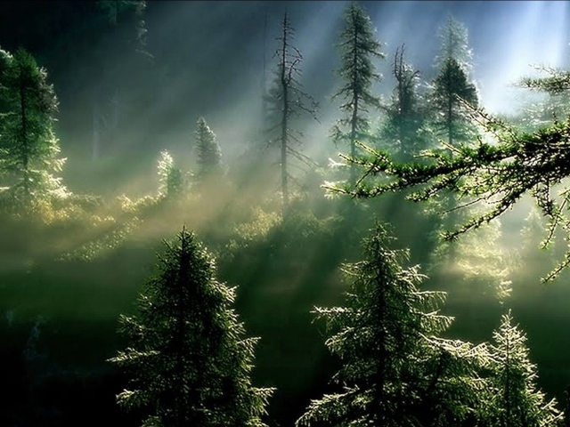 Лучи солнца в туманном еловом лесу