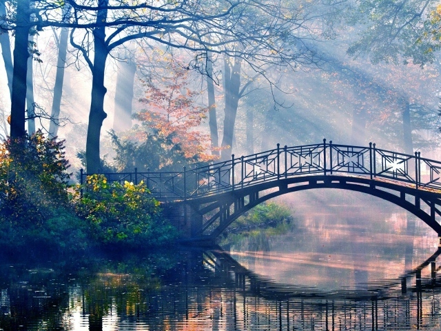 Лучи солнца пронизывают лес и мост над рекой