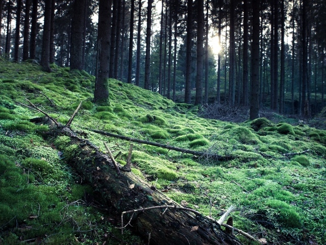 Ствол упавшего дерева на мху в лесу