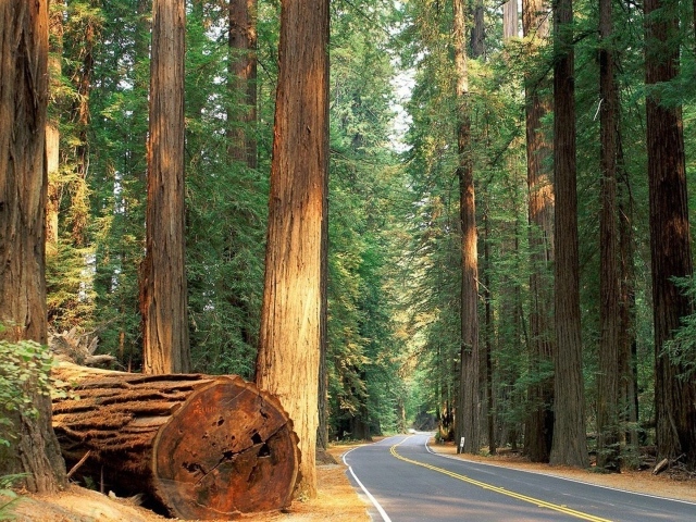Ствол большого дерева у дороги