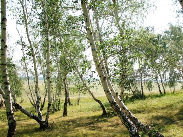 Тонкие березки весной