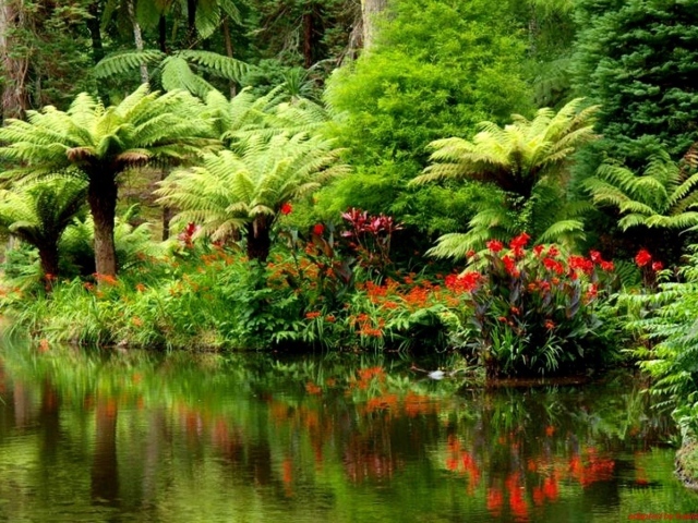 Тропический лес на берегу реки