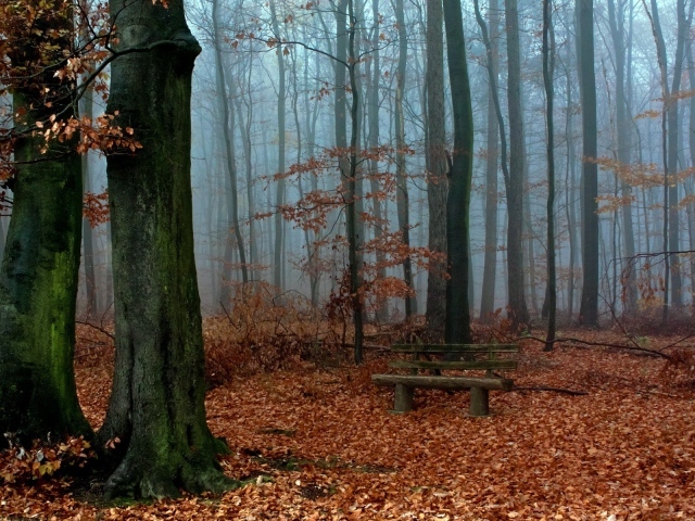 Деревянная скамья посреди осеннего леса