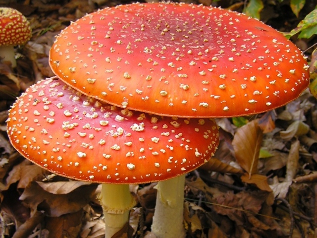 Большие мухоморы в лесной чаще