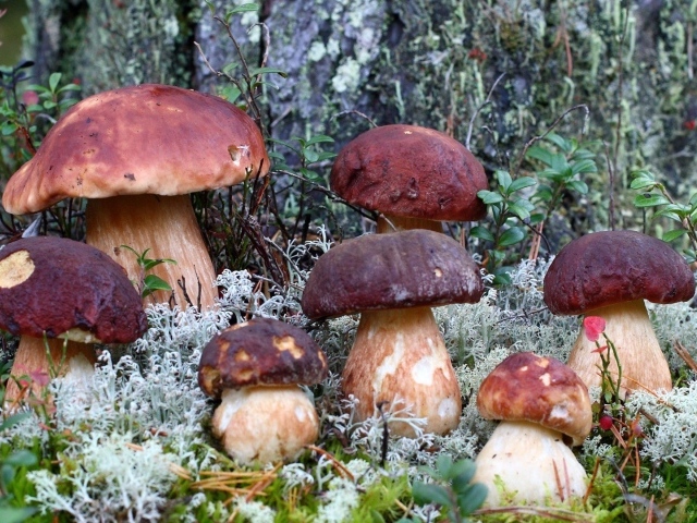 Семья белых грибов