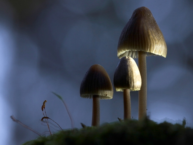 Три гриба зонтика