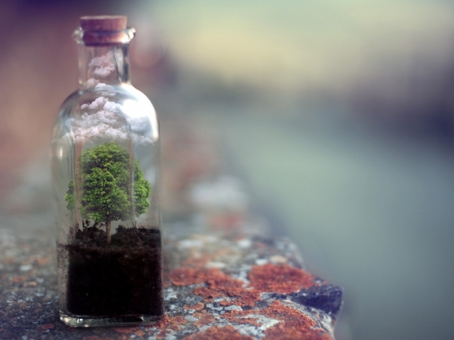 Дерево растет в стеклянной бутылке