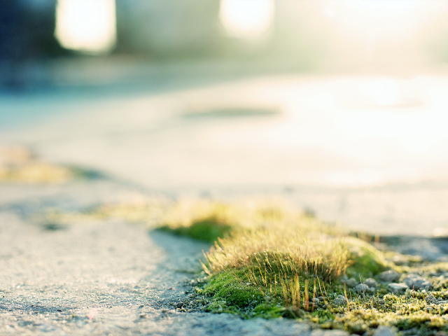 Трава и мох на асфальте