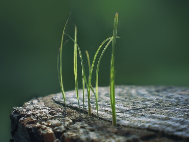 Ростки травы из пенька