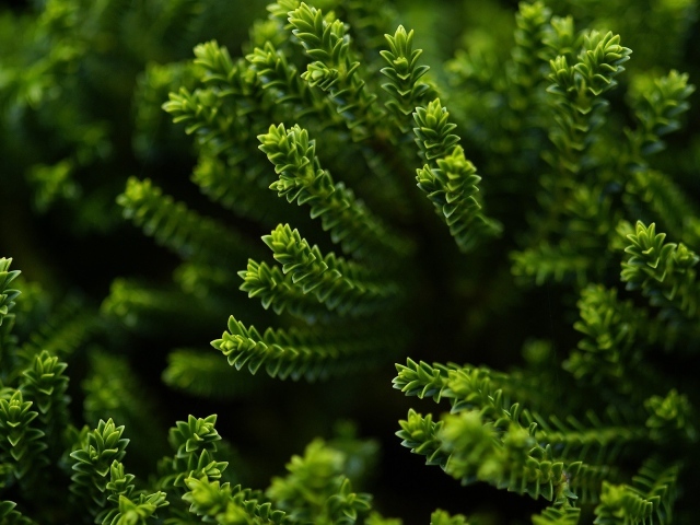 Зеленый хвощ в лесу