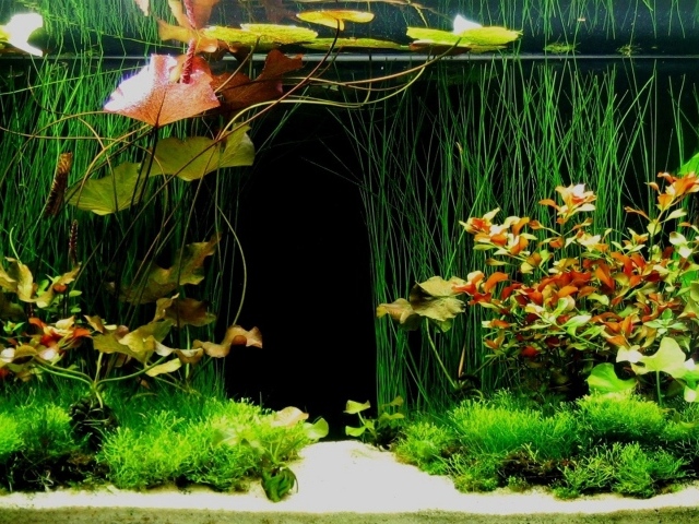 Зеленые растения внутри аквариума