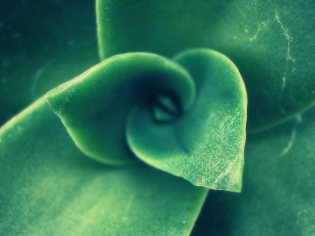 Зеленый спиральный бутон растения