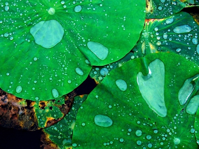 Листья кувшинок в воде