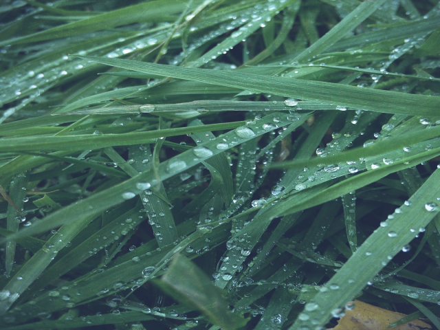 Макро фото росы на траве