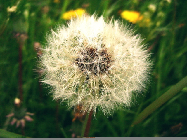 Созревший пушистый одуванчик