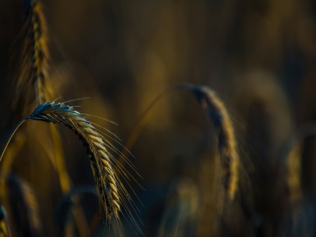 Налившийся колосок склонился вниз