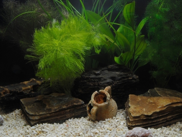 Растения и фигурки на дне аквариума