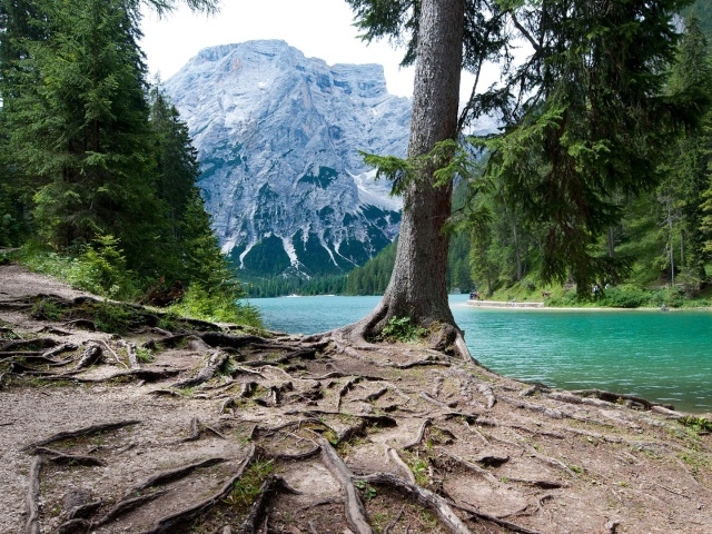 Мощная корневая система у дерева